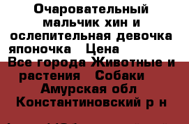 Очаровательный мальчик хин и ослепительная девочка японочка › Цена ­ 16 000 - Все города Животные и растения » Собаки   . Амурская обл.,Константиновский р-н